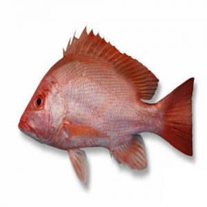 1 300x300 - ماهی سرخو اصلی